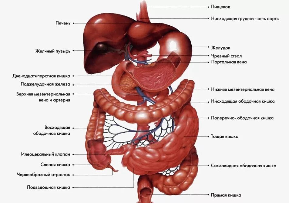 Пищевод печень толстая