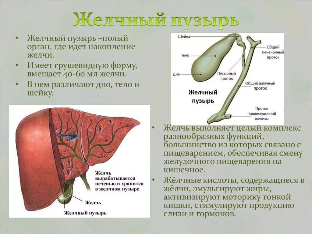 Желчный пузырь умеренный. Желчный пузырь и желчь анатомия. Пищеварительная система желчный пузырь анатомия. Особенность желчного пузыря. Желчь,желчный пузырь ,желчеобразование.