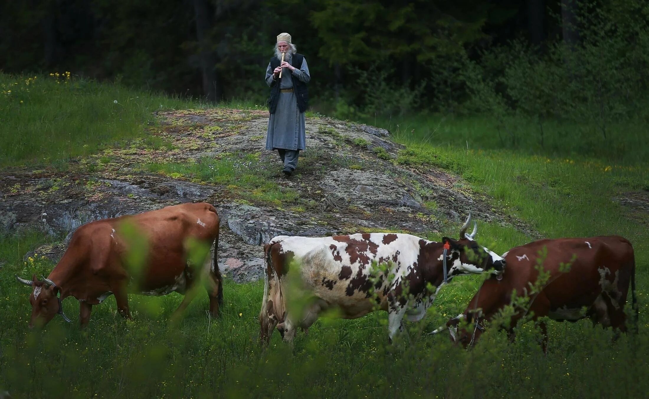Пастухи гонят. Пастух с овцами. Пастухи гонят. Пастух с овцами. Овечий пастух.