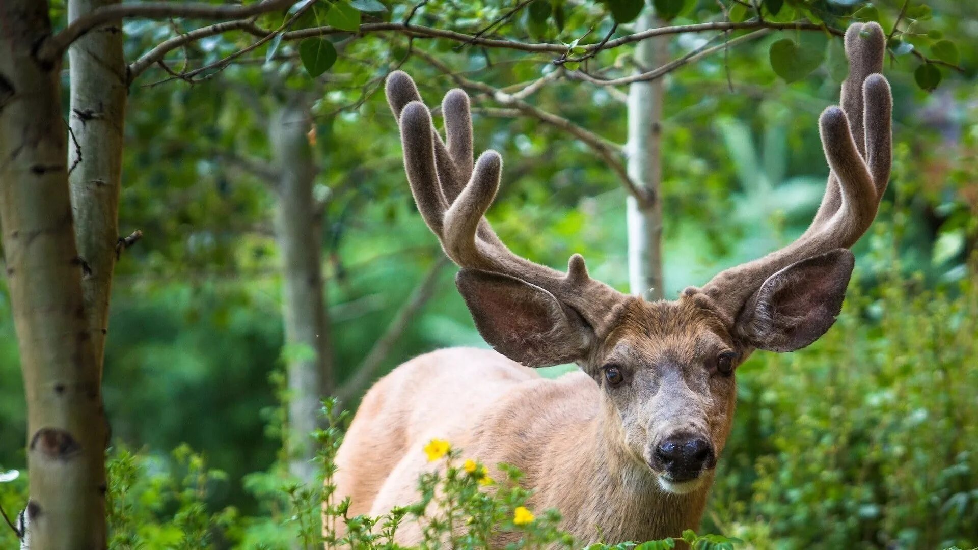 Nature is wild. Маньчжурский пятнистый олень. Животные в лесу. Олень в лесу. Олень в природе.