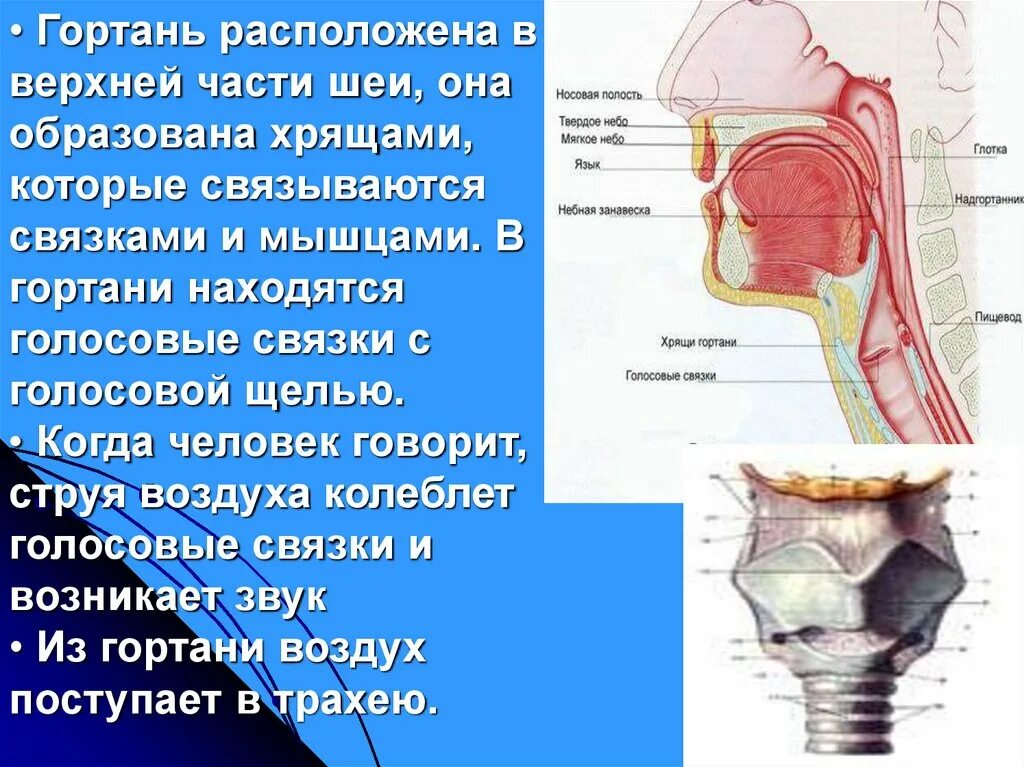 Глоток куда. Строение гортани голосовые связки. Гортань располагается. Голосовая связка гортани.