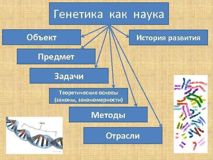 Что является изучением генетики. Генетика как наука. Отрасль биологии генетика. Генетика как отрасль биологической науки. Предмет исследования генетики как науки.