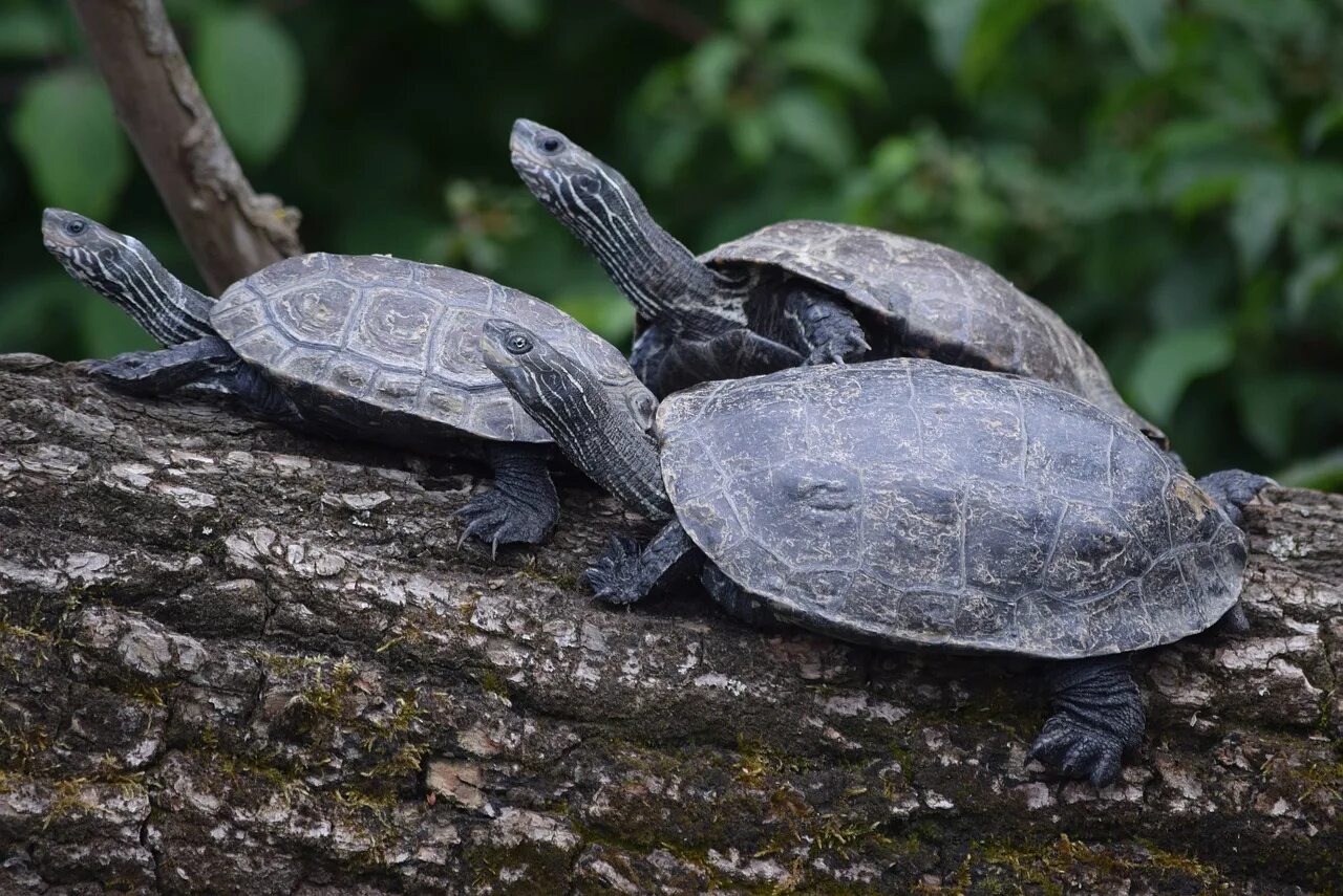 Значение черепахи в природе и жизни человека. Пресмыкающиеся животные черепаха. Значение черепах в природе. Testoasa. Черепахи значение в природе.