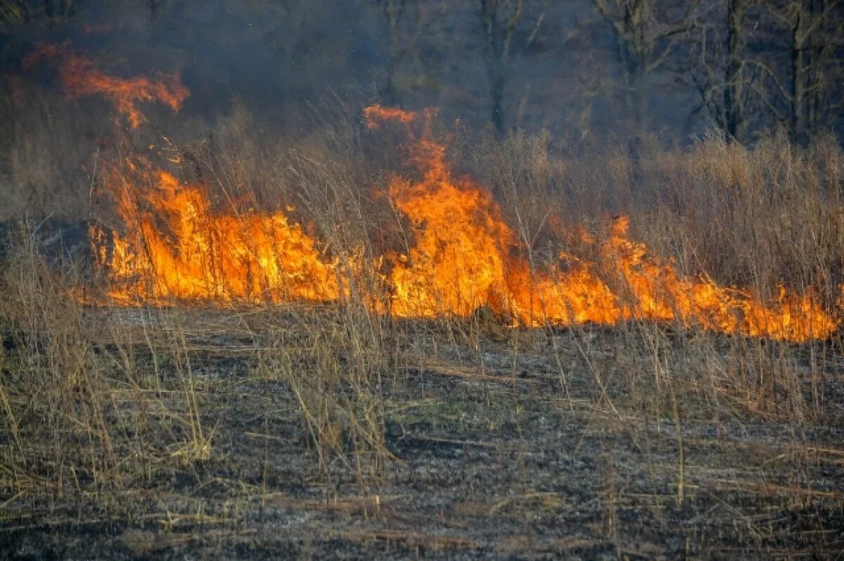 Травяной пожар. Пожар травы. Пожар в лесу. Природные пожары. Сгоревшая трава