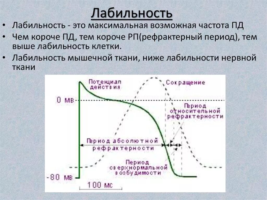 10 мс частота. Лабильность физиология возбудимых тканей. Функциональная лабильность ткани. Максимальный ритм импульсации – лабильность.. Лабильность ткани зависит от.