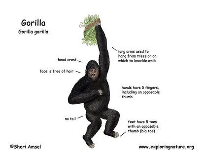 Gorilla tag trees 🌈 wallpapers.news