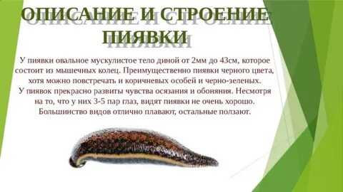 Медицинское значение пиявки