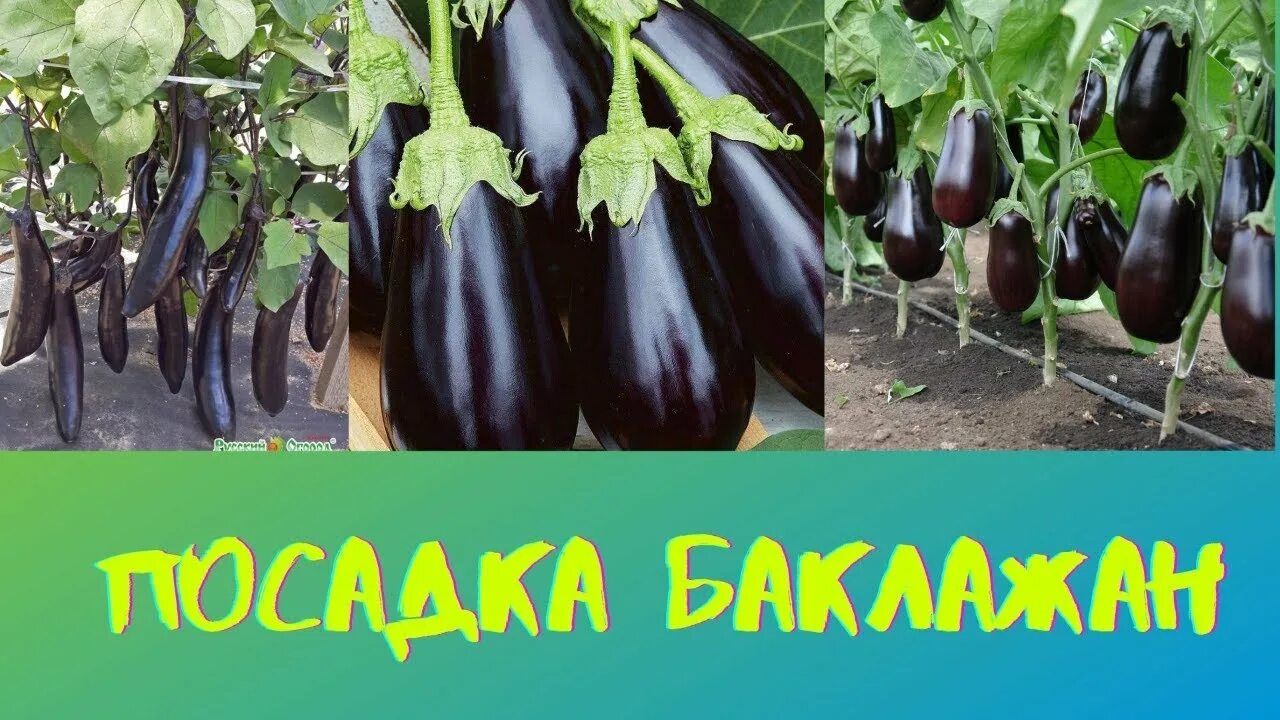 Интернет-магазин Wildberries: широкий ассортимент товаров - скидки каждый день!