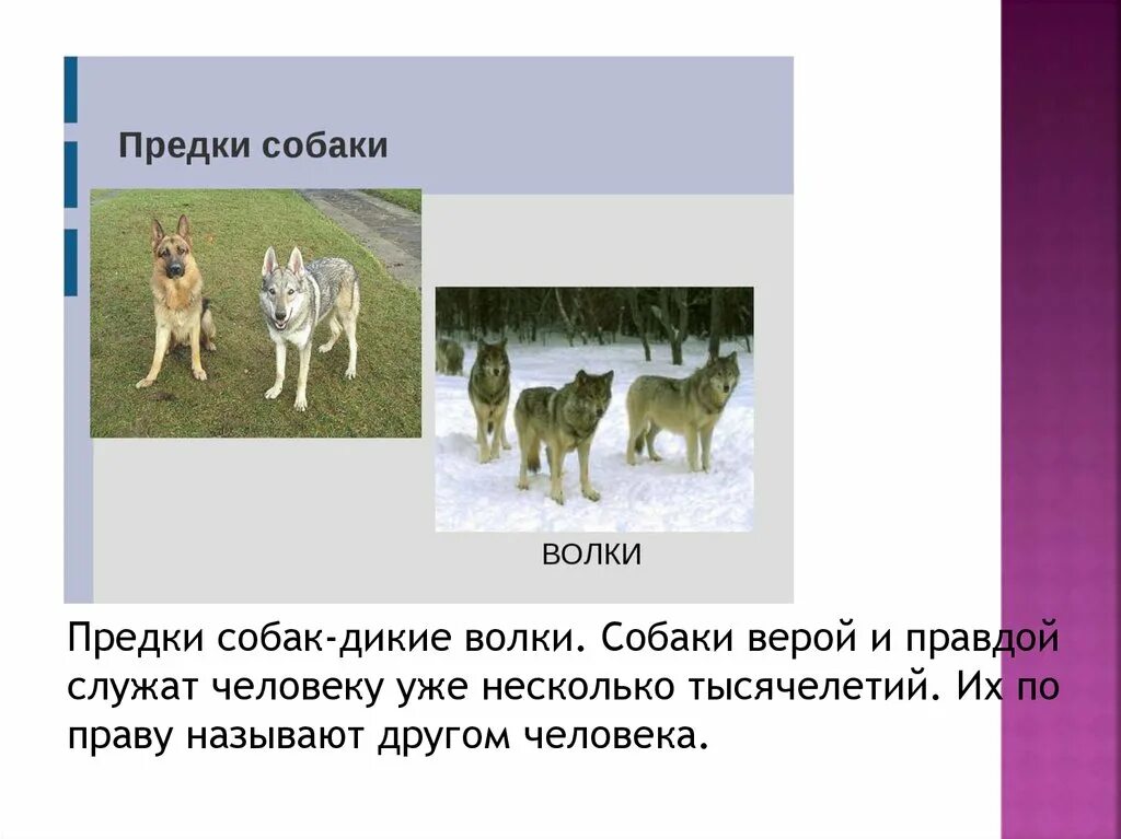 Дикие предки домашней собаки. Волк предок собаки. Прародитель собак. Собаки произошли от волков