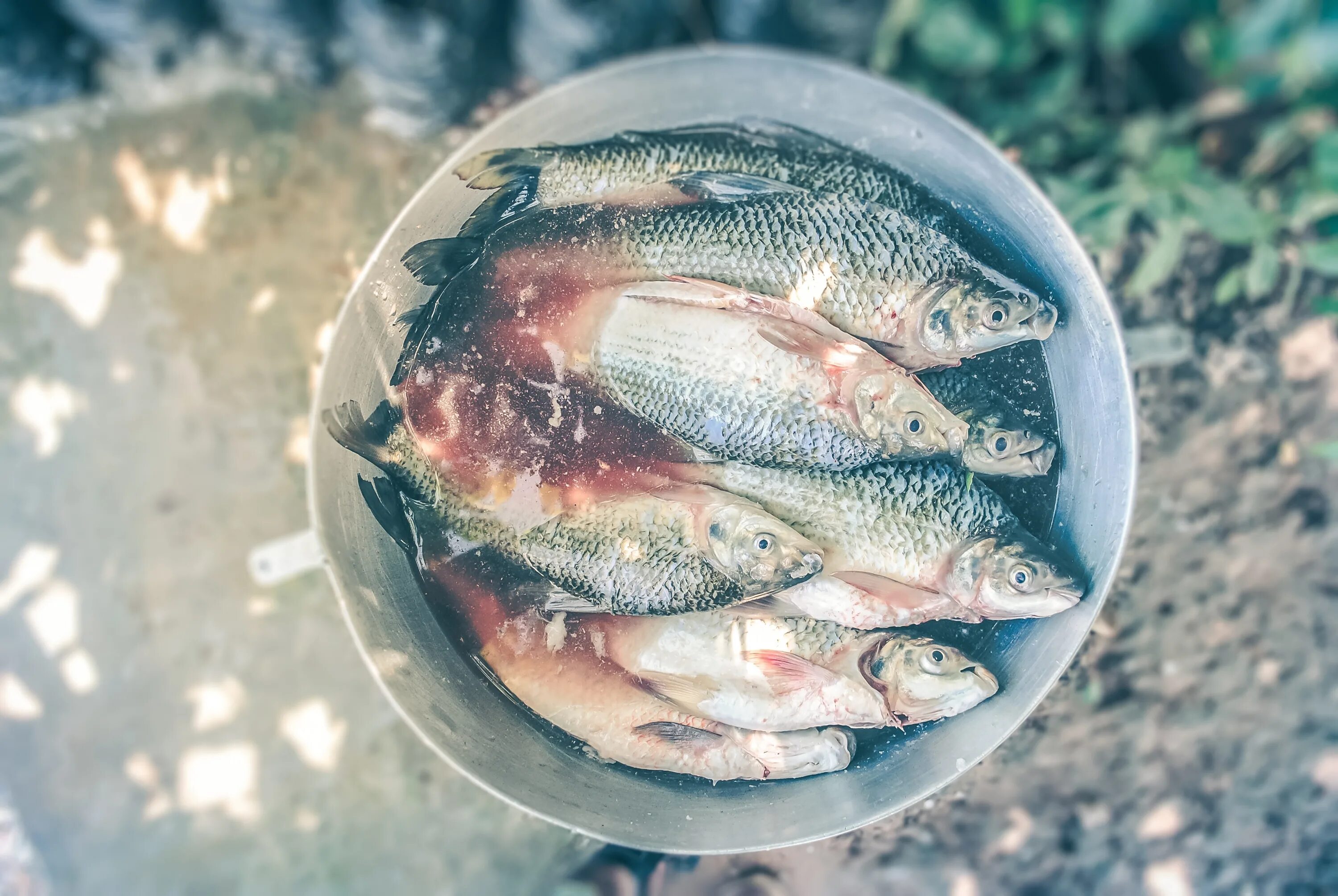 Кровь рыб в питании. Ведро с рыбой. Оттаивание рыбы в воде. Рыбы и рыбалка. Рыбалка Эстетика.