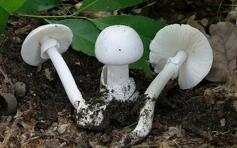 Какая белая поганка
