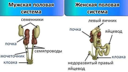 Строение размножения пресмыкающихся. Пресмыкающиеся половая система строение. Мочеполовая система рептилий. Строение половой системы птиц. Строение рептилий половая система.