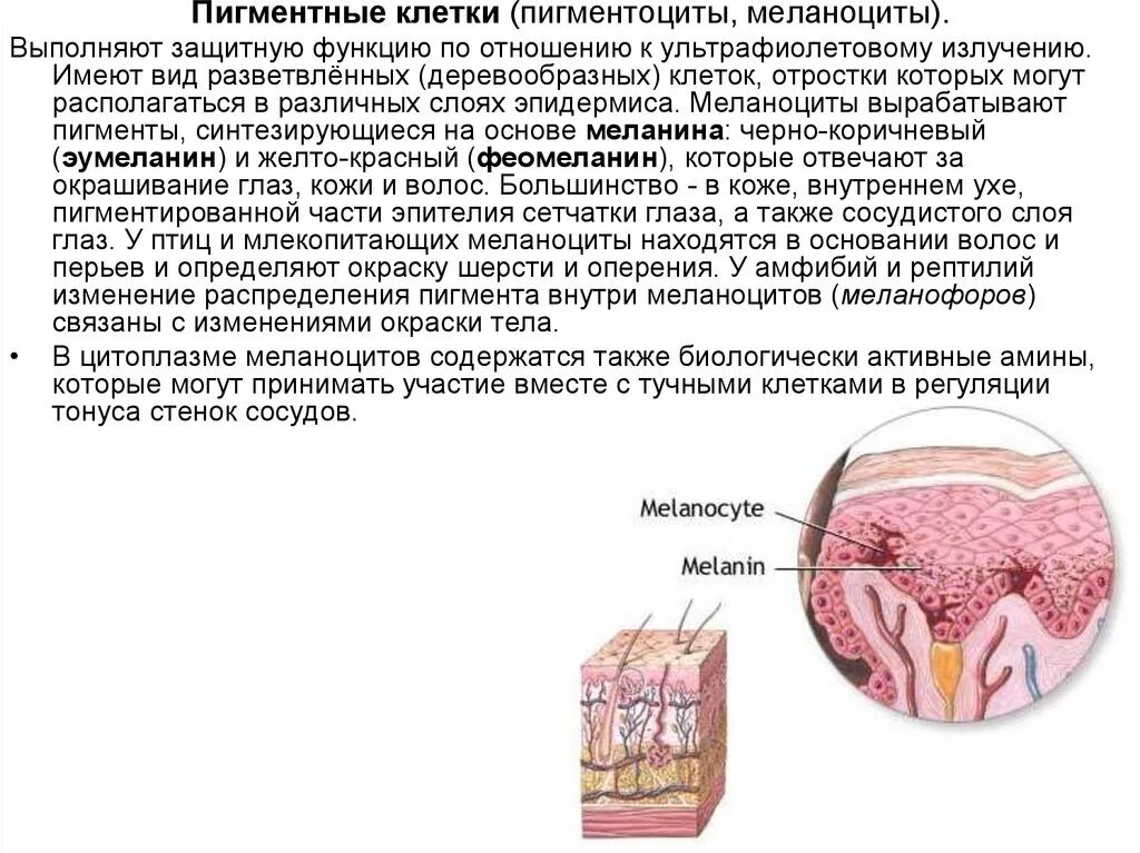 Пигмент кожи меланин находится. Пигментные клетки находятся в эпидермисе. Пигментные клетки функции. Меланоциты располагаются в слое. Пигментные клетки строение.