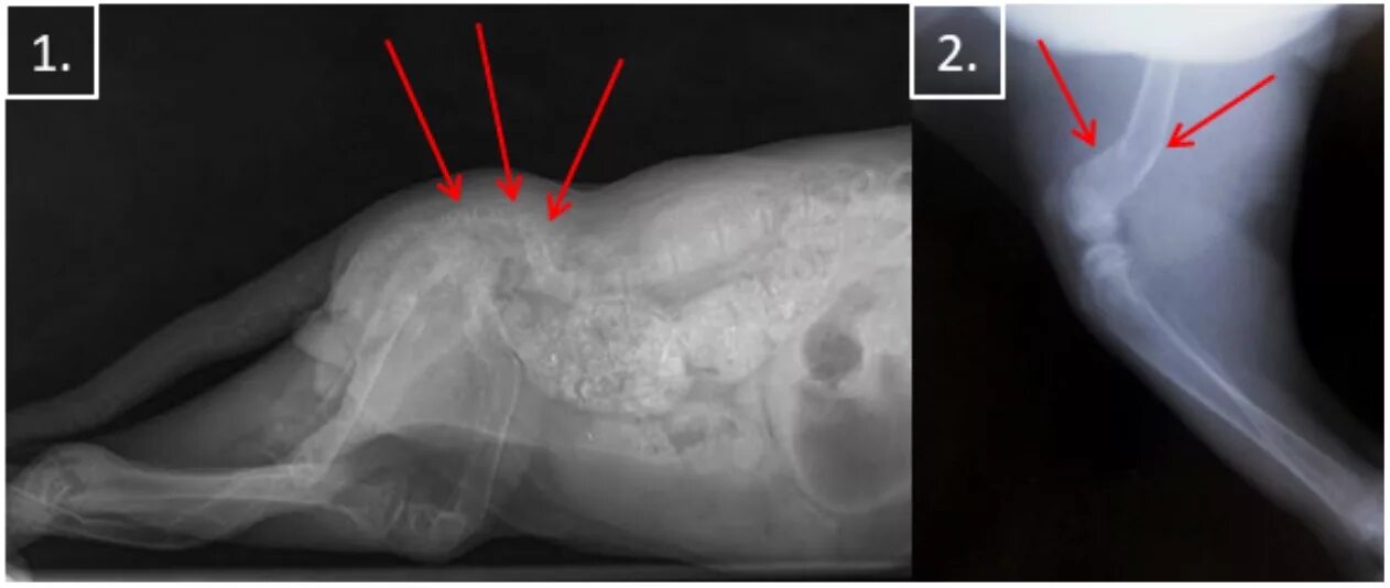 Перелом передней лапы у кота рентген. Вывих у котенка. Рентгеновский снимок передней лапы собаки. Вывих у котенка. Рентген коленного сустава собаки пателла.