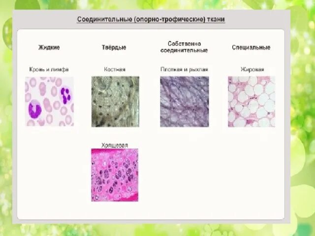 Строение опорных тканей. Классификация опорных тканей. типы опорно-трофической ткани. опорно трофическая соединительная ткань. опорная соединительная ткань.