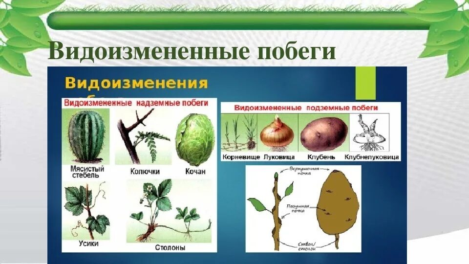 Растений являются видоизмененными корнями. Надземные метаморфозы побега таблица. Надземные видоизмененные побеги таблица. Видоизменения надземных побегов таблица. Надземные видоизмененные побеги строение.