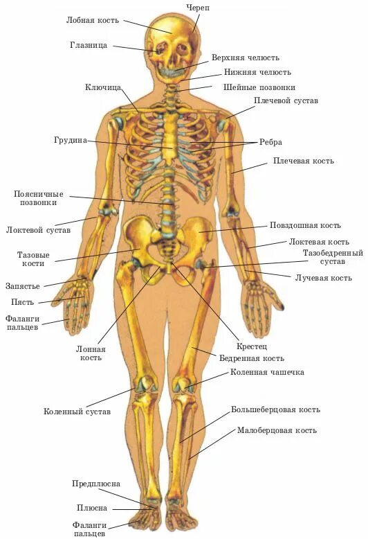 Скелет человека строение органы