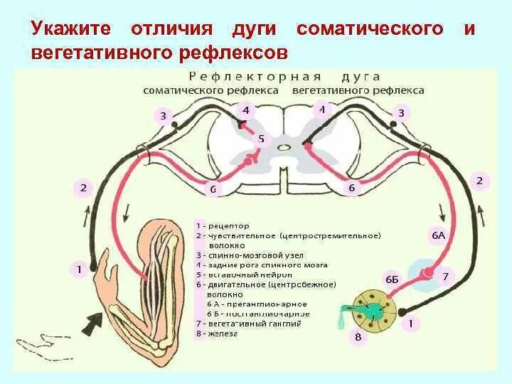 Схема дуги вегетативного рефлекса. Строение дуги вегетативного рефлекса. Рефлекторная дуга спинного мозга. Строение рефлекторной дуги спинного мозга.