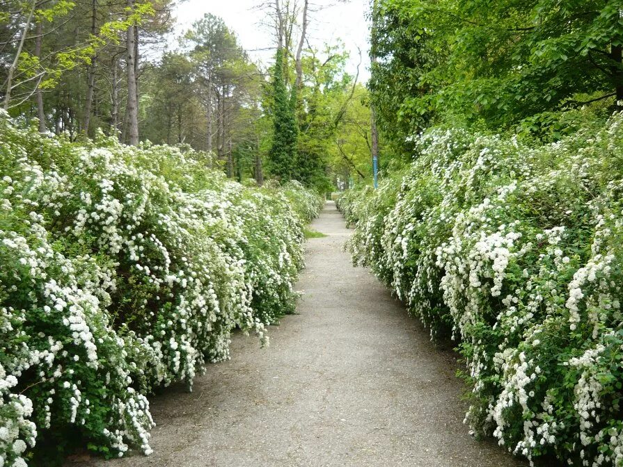 Свадебный куст. Свадебный куст. Таволга вангутта. Спирея вангутта. Спирея белая невеста.