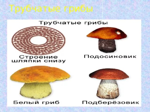 Трубчатые грибы. Зарисовка трубчатых грибов. Трубчатый гриб 6. Примеры трубчатых грибов.