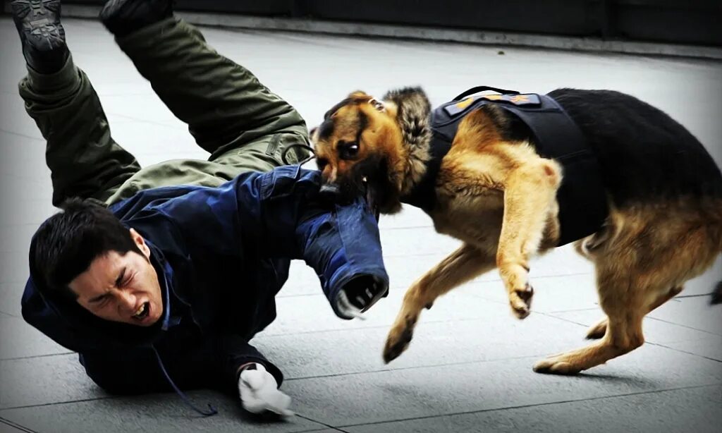 Щенок нападает. Нападение бродячих собак. Герман шепхерд. Щенок нападает. Бродячие собаки нападают на людей.