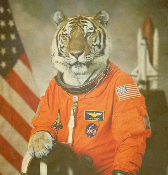 Tiger dr
