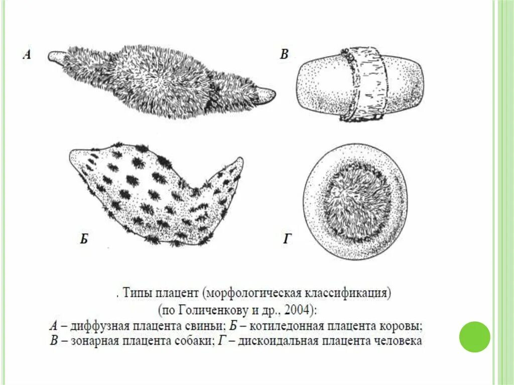 Диффузное размножение. Классификация Плацент млекопитающих. Типы Плацент диффузная. Типы Плацент у различных млекопитающих..