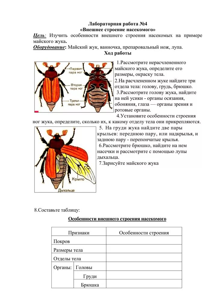 Биология тест класс насекомые. Биология 7 класс лабораторная работа насекомые Майский Жук. Внешнее строение насекомых 7 класс лабораторная. Класс насекомые внешнее строение насекомых 7 класс. Майский Жук биология 7 класс лабораторная.