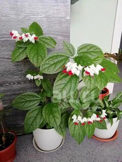 Клеродендрум уход и размножение