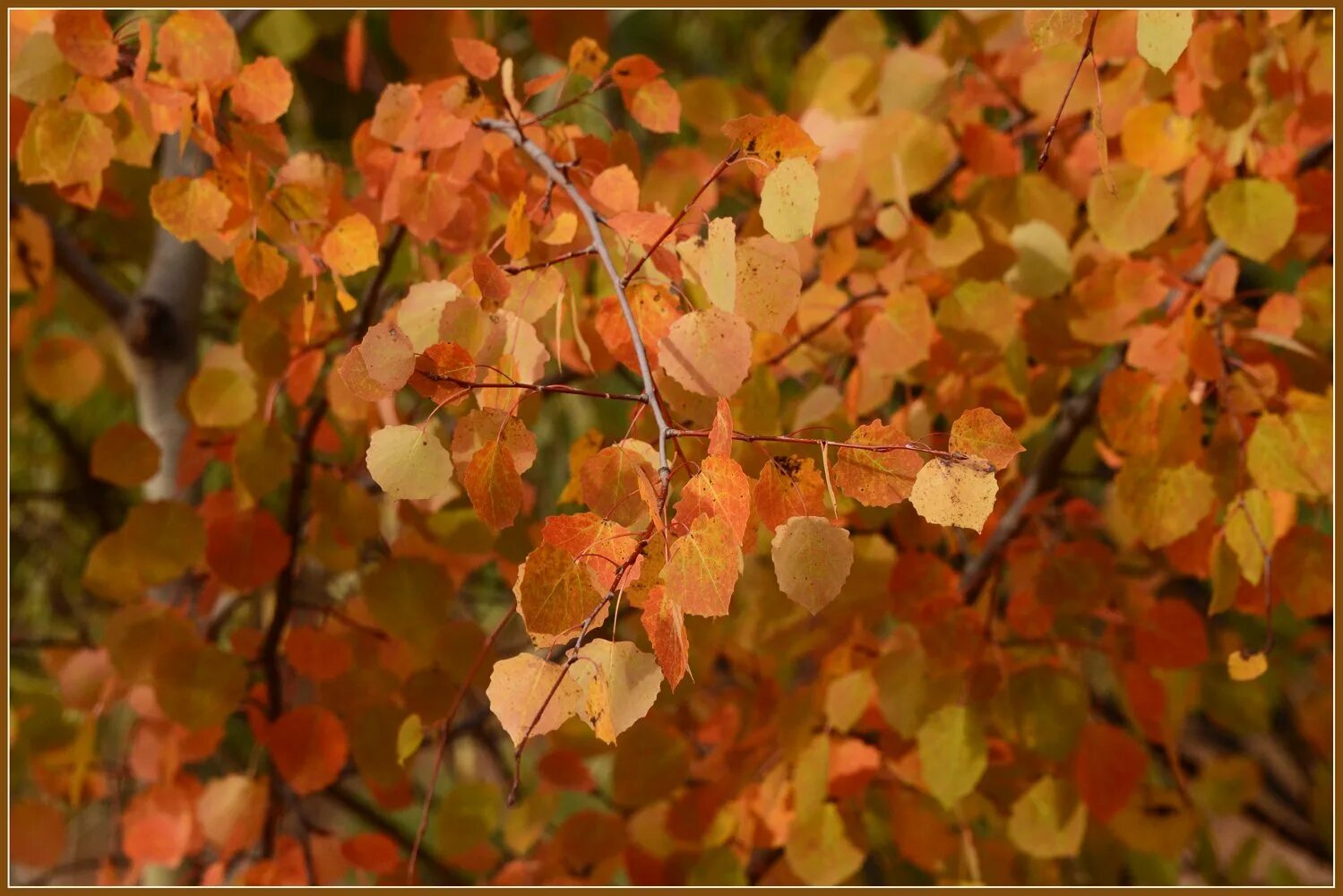 Листья осины осенью. Осина листва. Цвет листьев осины осенью. Осина дерево листья осенью. Осинка листья осенью