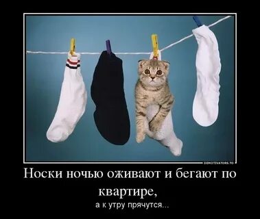 Носки картинки смешные