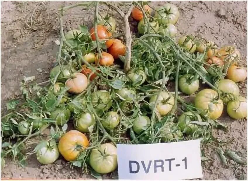 Томат агата характеристика и описание сорта фото