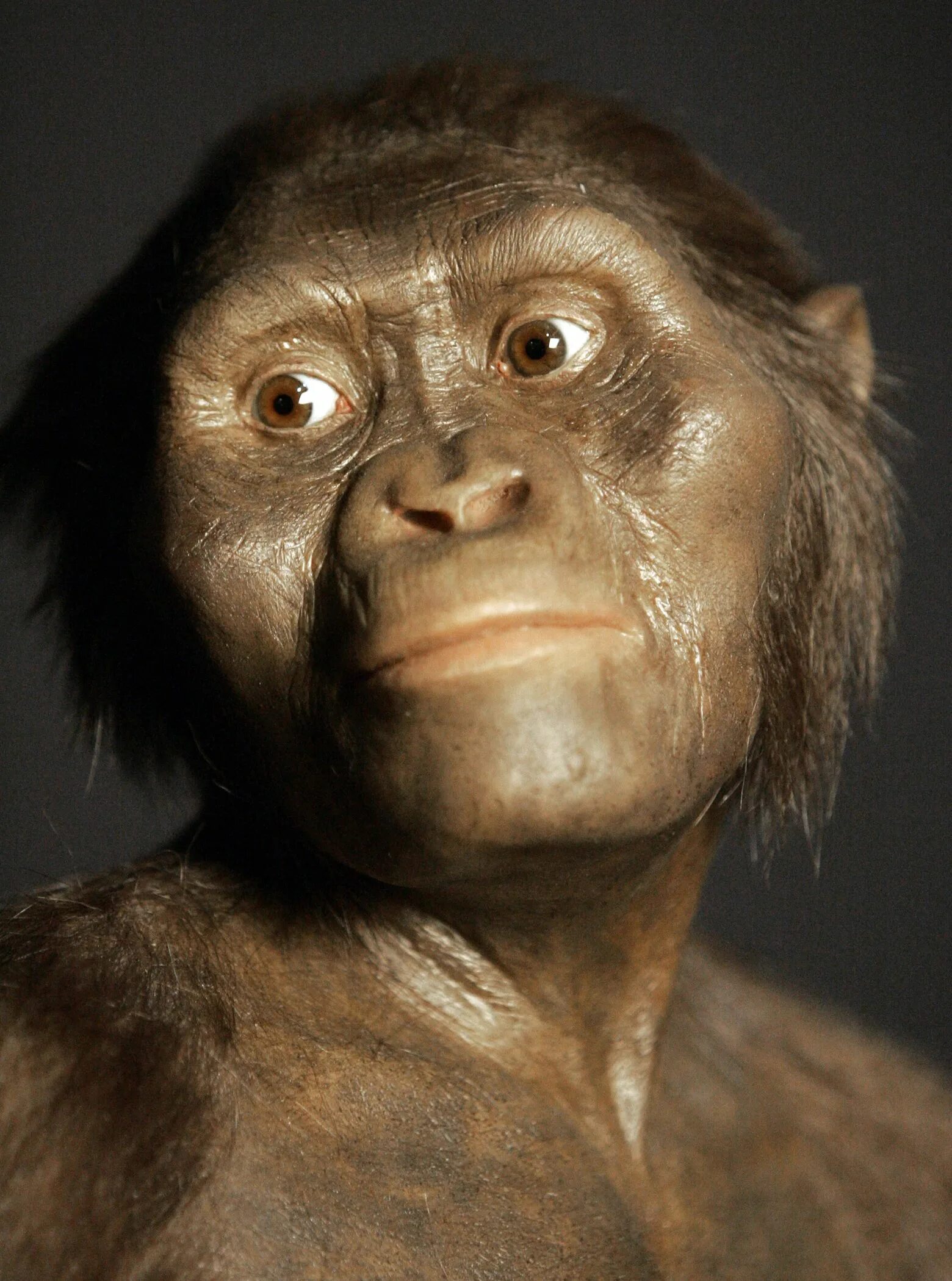 Человек обезьяна название. Австралопитек афарский. Australopithecus Afarensis (австралопитек афарский). Люси первый австралопитек.