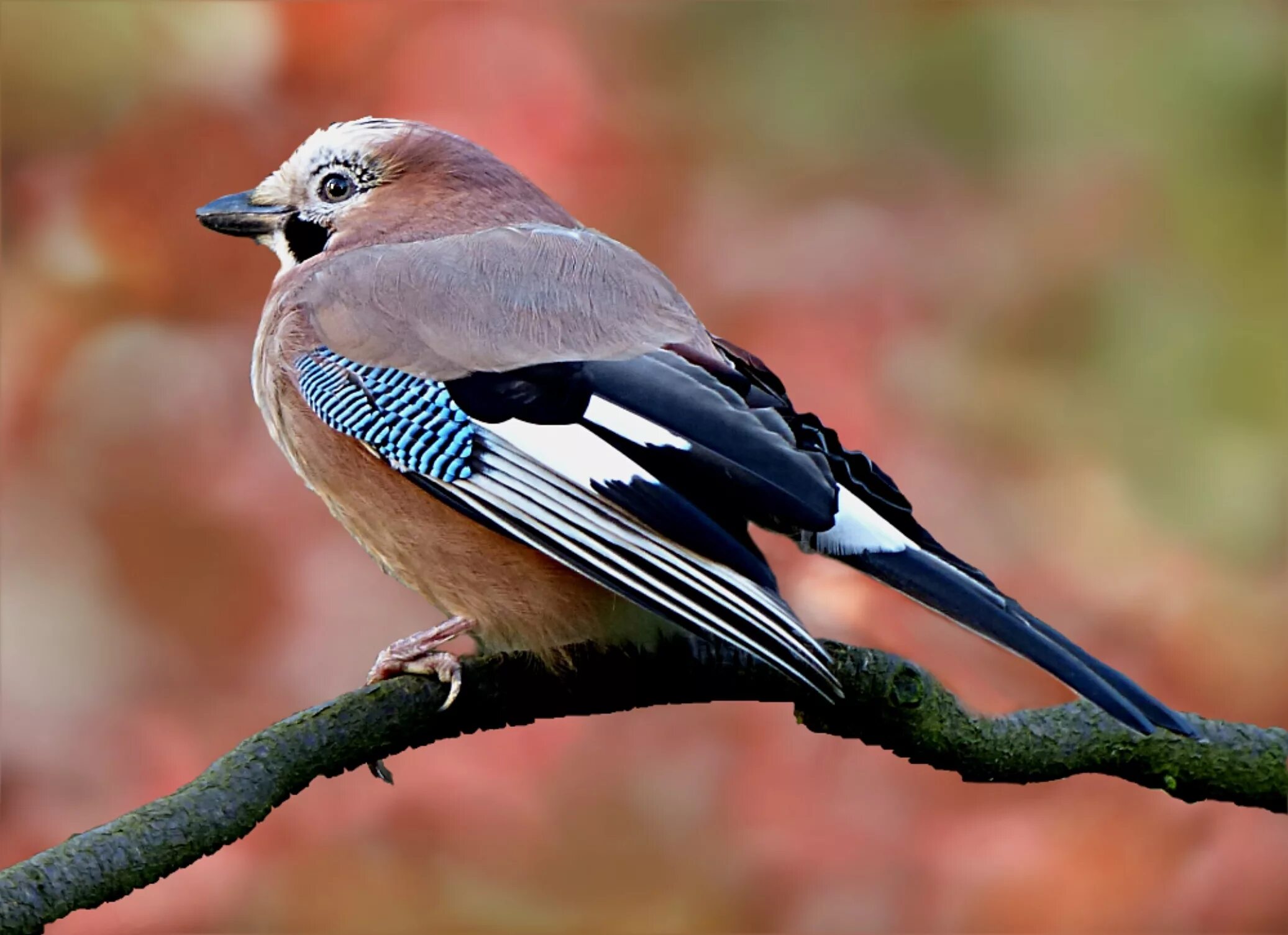 Природа сойка. Сойка Сочинская. Сойка пересмешница птица. Со́йка garrulus glandarius. Юкатанская Сойка.