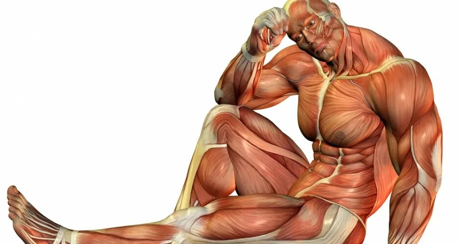 Мускул или мускулов. Мышцы тела человека. Мышцы иллюстрация. Мышечная анатомия человека. Мускулы человека.