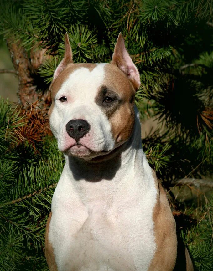 выставочный стаффордширский терьер. питомник амстаффов. американский стаффордширский терьер. американский амстафф щенок. ам стаффордширский терьер.