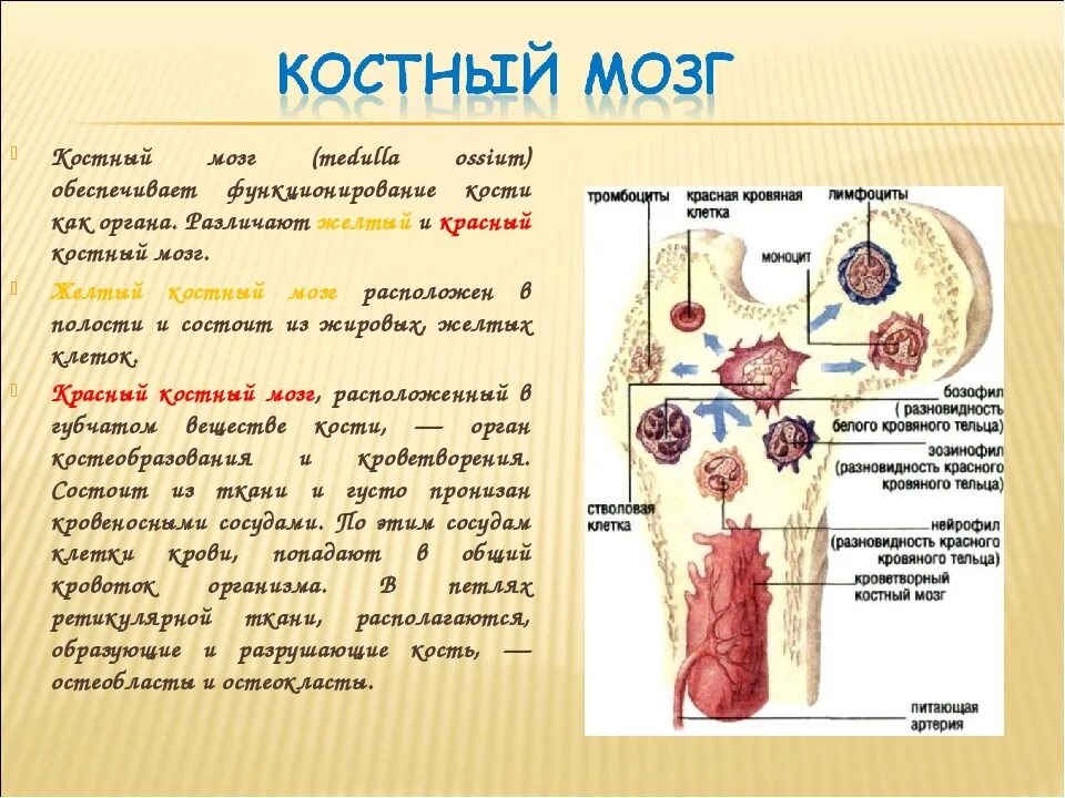 Что будет если есть костный мозг. Схема расположения костного мозга. Клетки красного костного мозга типы. Желтый костный мозг функции. Красный костный мозг особенности строения и функции.