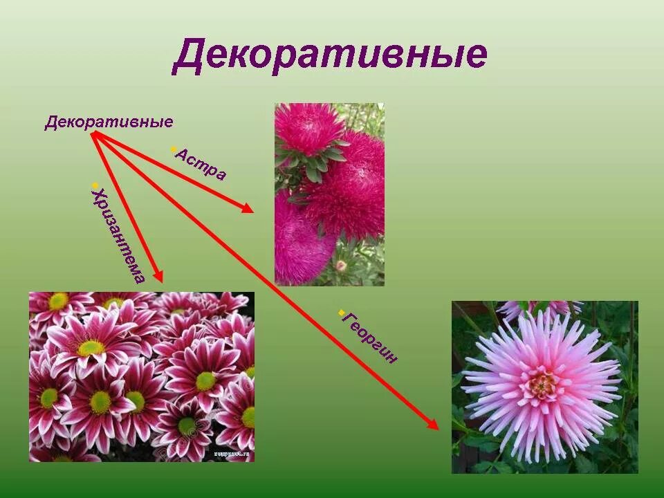 Жизненная форма кустарник. Декоративные растения двудольные. Декоративные растения биология. Представители класса двудольные. Крестоцветные капустные представители.