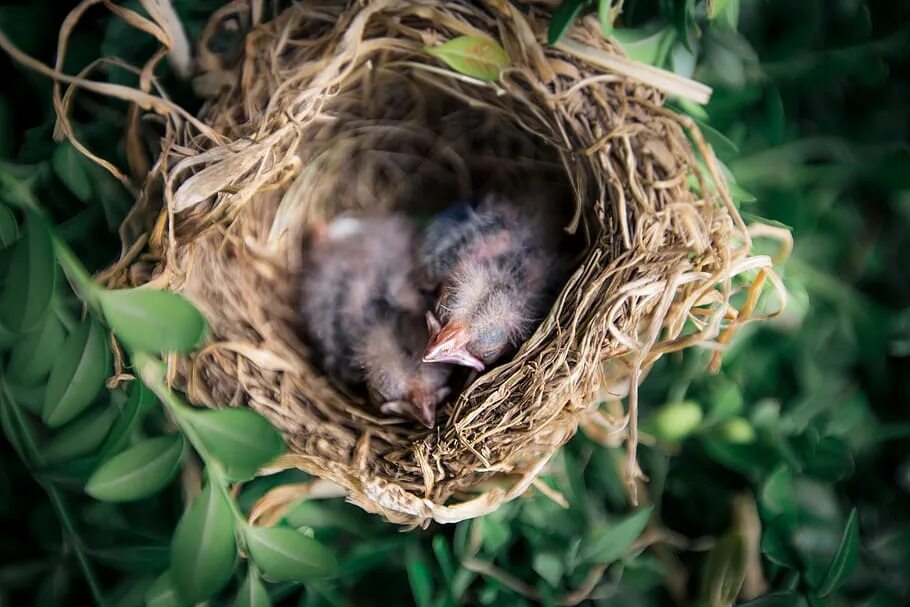 After a bird. Гнездо вьюрка. Джурбай гнездо. Гнездовой птенец воробья. Птенцы воробьёв в гнезде.