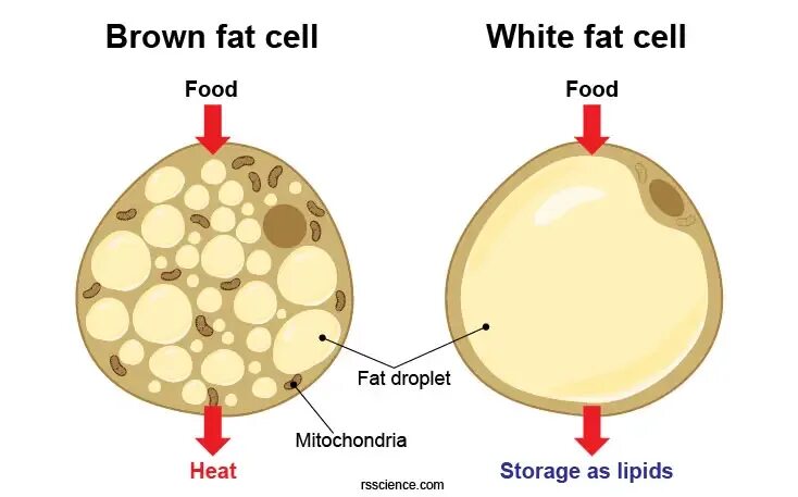 Почему жир белый. Brown fat. белый и бурый жир. бурая жировая ткань. строение бурой жировой ткани.