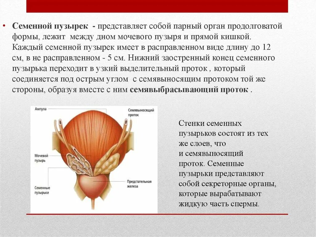 Семенные пузырьки вырабатывают. Семенные пузырьки расположены. Проток семенного пузырька. Семенные пузырьки и предстательная железа.