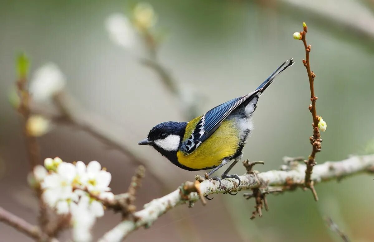 Птицы радуются весне. Синичка лазоревка. Синица лазоревка весной. Тайваньская синица. Тайваньская желтая синица.