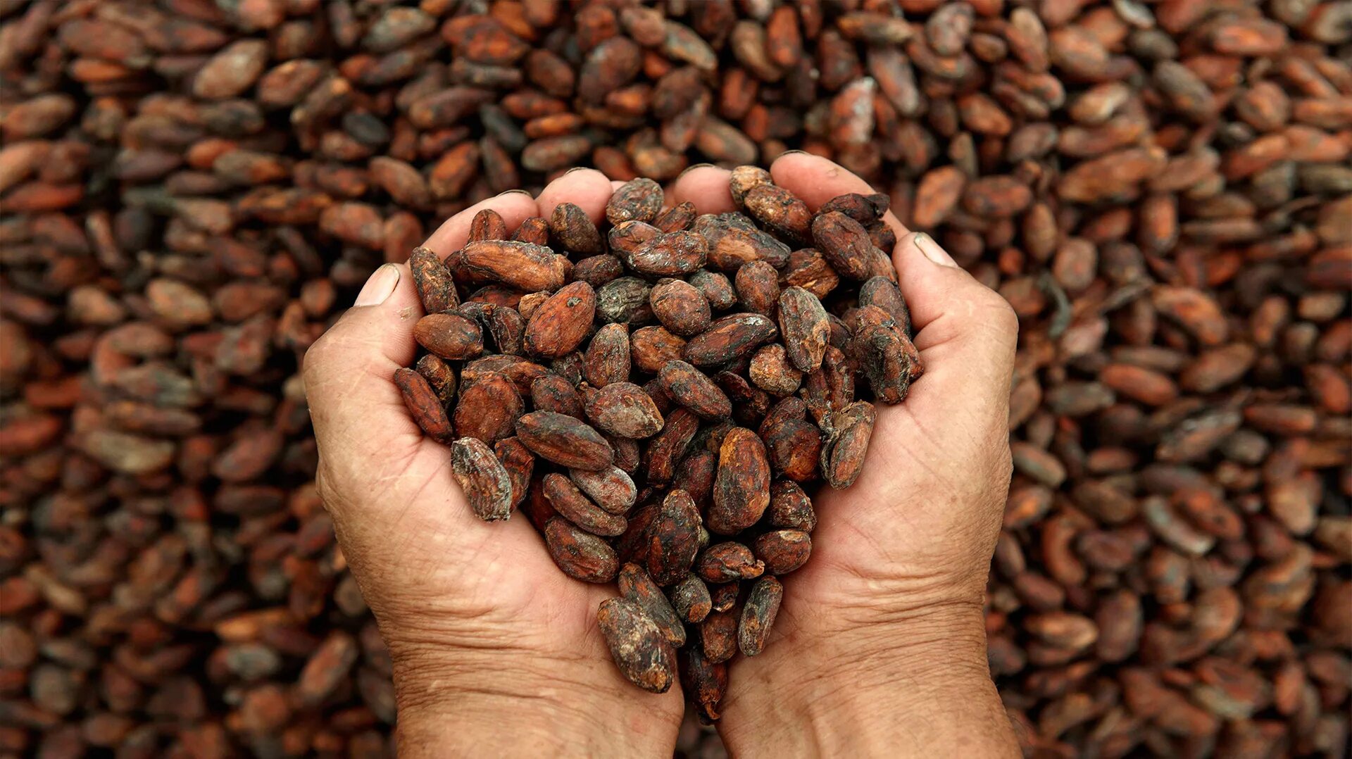 Шоколад какао бобы. Какао бобы и порошок. Какао презентация. Красивое какао. Шоколад и какао порошок.