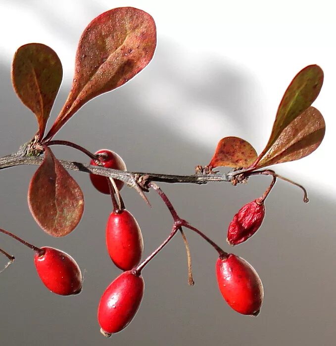 барбарис тунберга (berberis thunbergii) 'мария'. барбарис тунберга листья. барбарис тунберга "carmen" (кармен). бсрбарис тумберга атропврпурная. барбарис тунберга атропурпуреа.