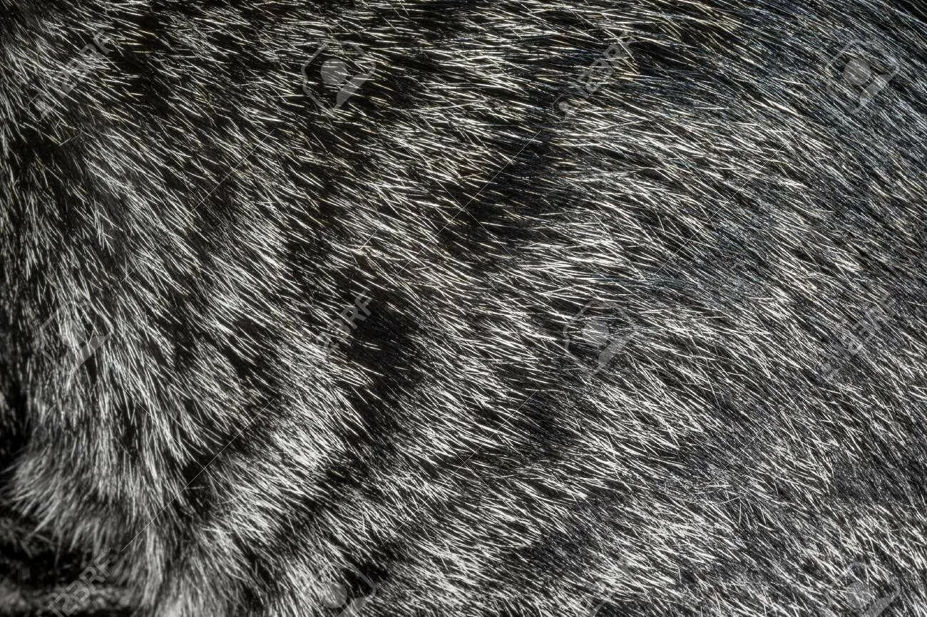 Cat texture