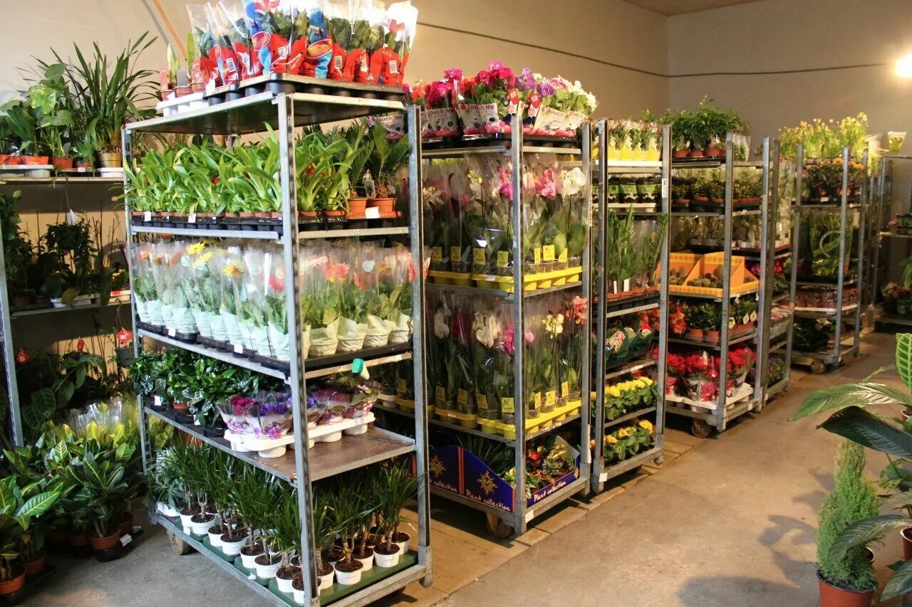 кашпо lechuza cubico 30. гарденс садовый центр. цветочный салон. филодендрон ксанаду. тилландсия горшечная.