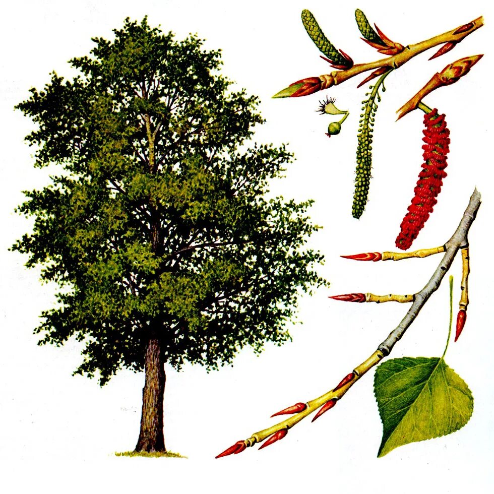 Тополь черный осокорь. Черный Тополь дерево. Тополь бальзамический плоды. Тополь черный (Populus nigra).