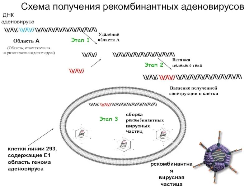 Аллерген рекомбинантный. Схема получения рекомбинантных вакцин. Схема механизма создания рекомбинантных вакцин. Схема генома аденовируса. Рекомбинантные аденовирусные частицы.