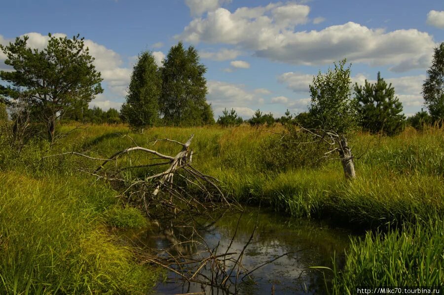 Мещера клепики. Клепиковский район,мещера тума,. мещера природа клепики. мещера осень рязанская область. чуфилово клепиковский район.