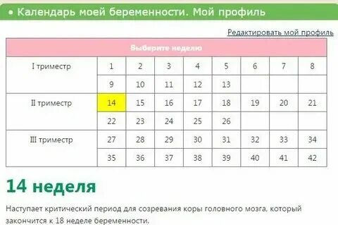 До какой недели длится первый триместр. До какой недели длится первый триместр